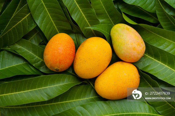 Harvest Mango fruit on tropical green leaf background at organic farm