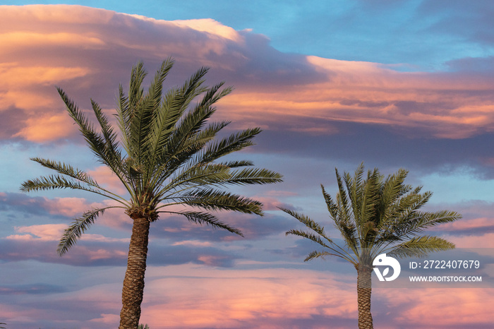 palm and date palm trees at sunset. jeddah saudi arabia