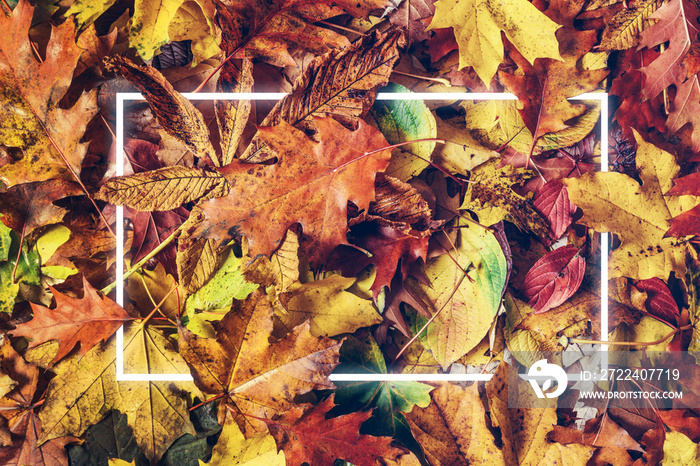 Neon light frame in colorful autumn leaves