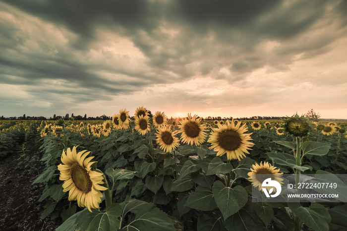 Farmland view with sunflowers field