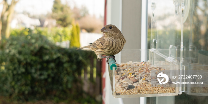 Wild Bird Lands Window Feeder Outdoor Urban Wildlife