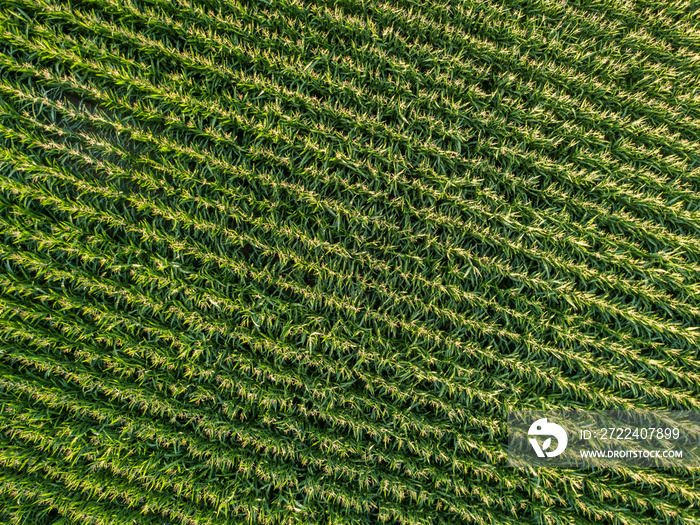 Aerial view of corn field