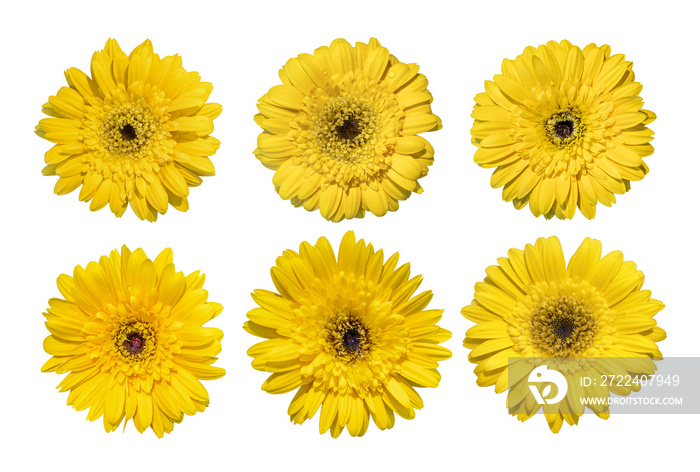 Collection of Yellow daisy gerbera flowers blooming isolated on white background with clipping path