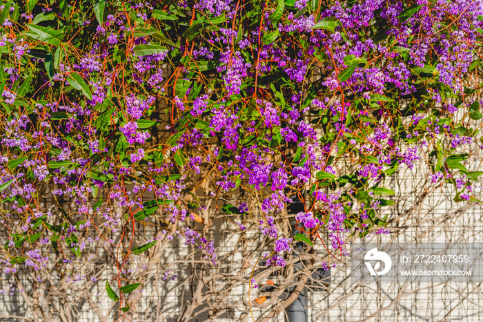 Small purple flowers and beautiful green foliage. Hardenbergia violacea ‘Happy Wanderer’ in bloom in city park