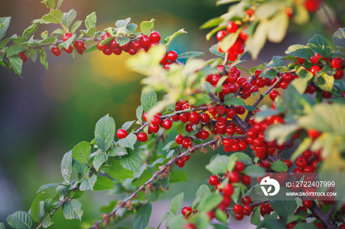 chinese cherry bush