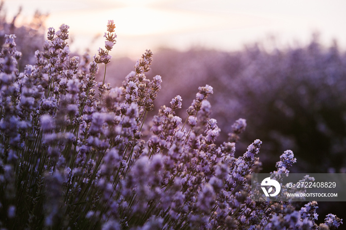 Beautiful lavender field at sunrise. Purple flower background. Blossom violet aromatic plants.