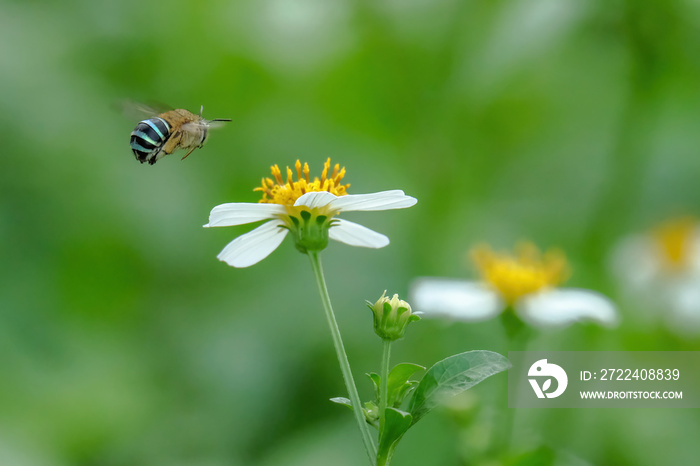 blue banded bee on flower