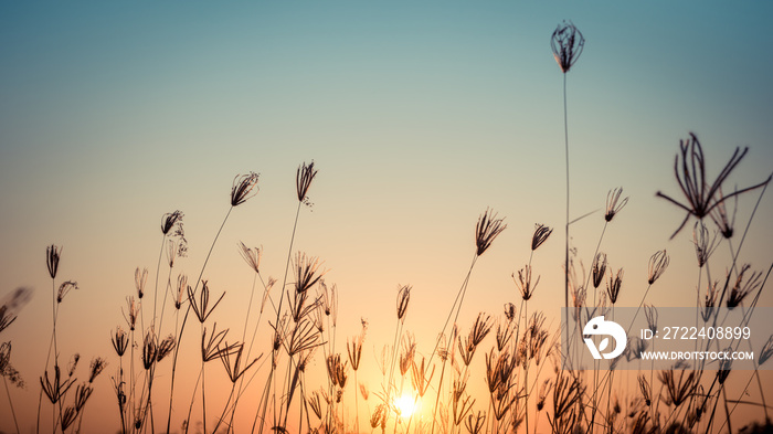 silhouette of grass flower on sunset