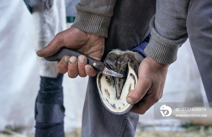 Man using pick knife tool to clean horse hoof, before applying new horseshoe. Closeup up detail to hands holding animal feet