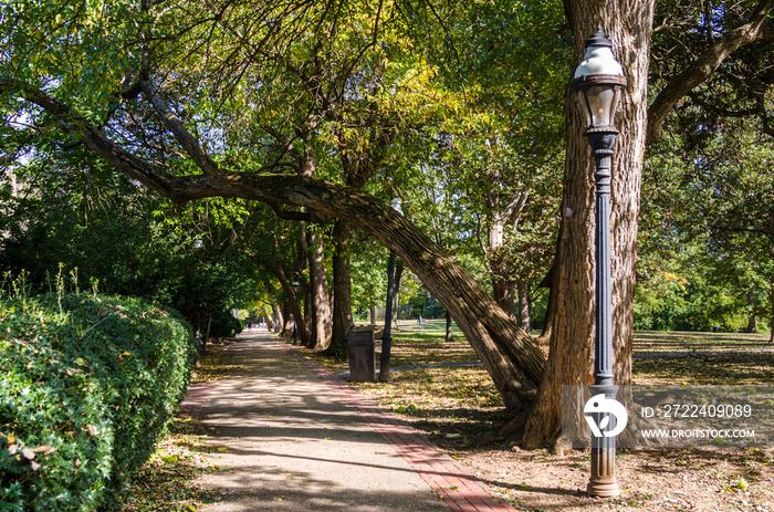 Tree Lined Footpath in a Park on a Sunny Fall Day.