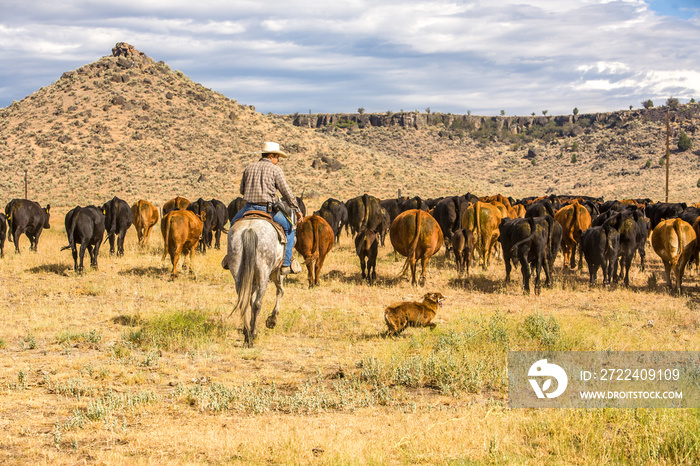 Paulina, Oregon, A cowboy and his dog moving a herd of cattle to another pasture on a ranch near Paulina, Oregon