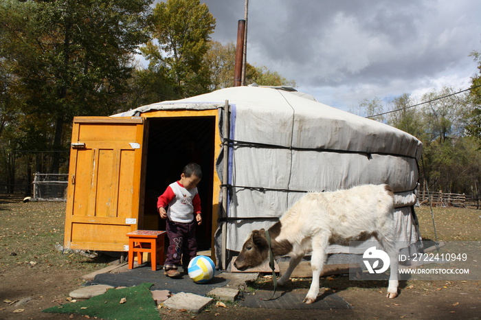 The boy plays a ball with a calf in front of the nomadic tent (ger), Terelj valley, Tuv province, Mongolia. Staying in the Mongol nomadic tent (ger) brings so much joy for the children as always.