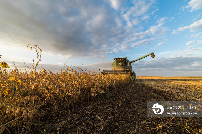 soybean harvest in autumn