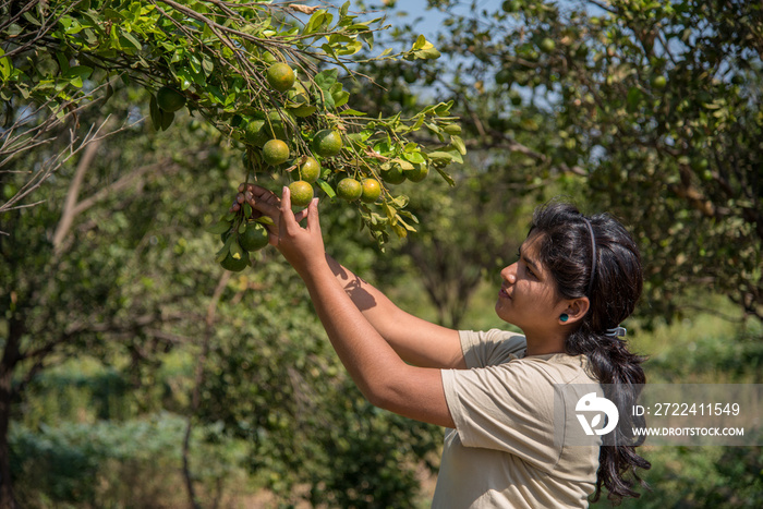 Young farmer girl holding and examining sweet oranges from trees in hands.