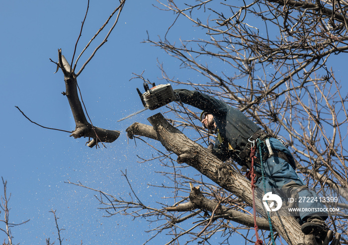 arborist cuts branches with a chainsaw on a tree