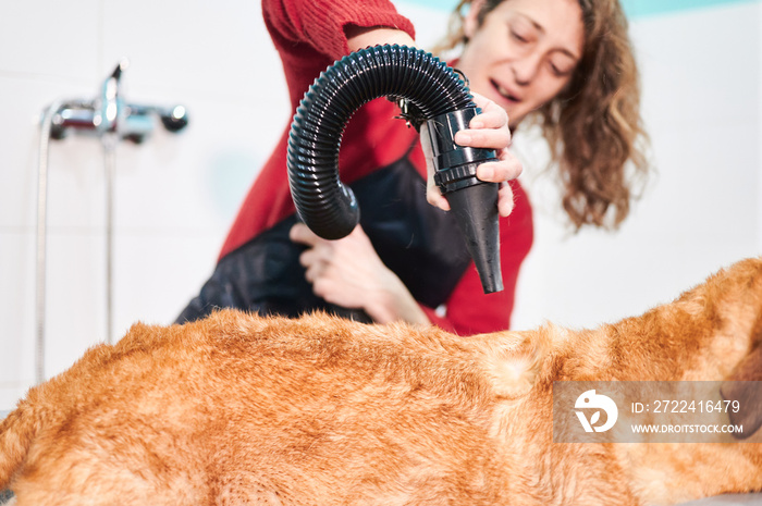 Dog drying detail with blower. The hair of the dog being dried is in focus and there is a girl in the background and out of focus handling the dryer