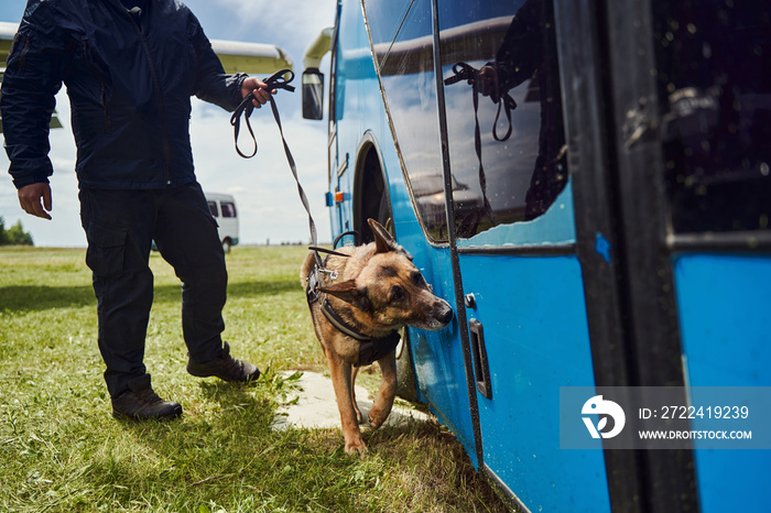 Security officer and detection dog inspecting vehicle at aerodrome