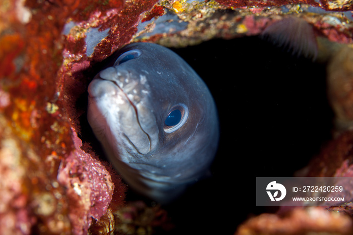 Conger eel, Conger cinereus