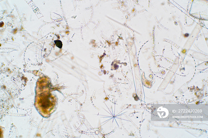 Marine aquatic plankton under microscope view