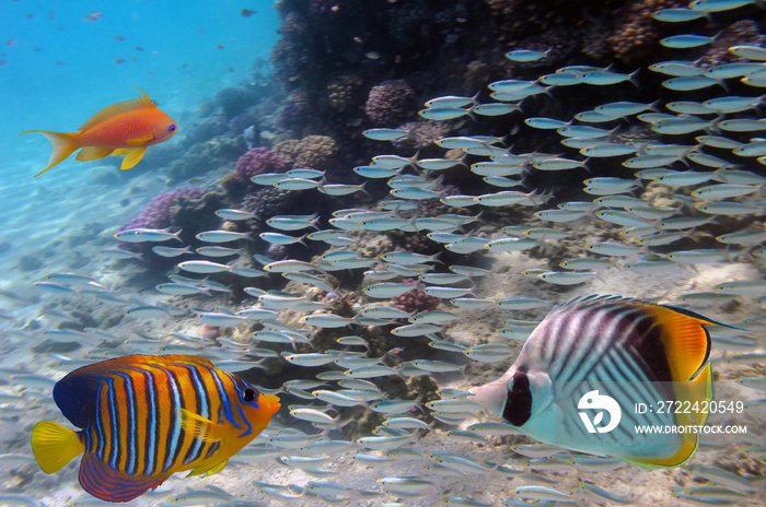 Fish and coral underwater