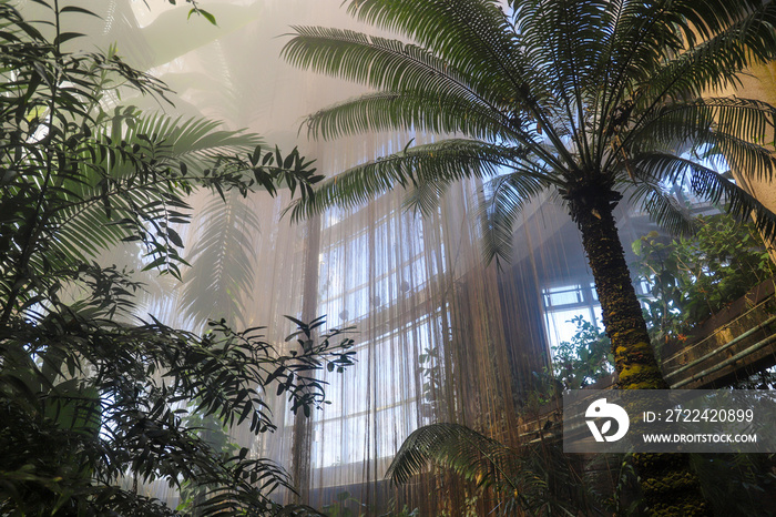 a tropical indoor garden filled with mist, tall palm trees, lush green trees and plants hanging on the walls with skylights in the celling casting sun rays into the room at Atlanta Botanical Gardens