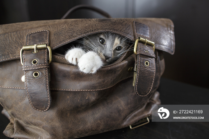 Funny kitten sitting in an old leather bag with and do not want to let the owners to go to work