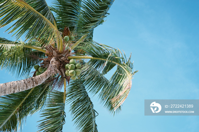 Beautiful green coconut palm tree against blue sky.