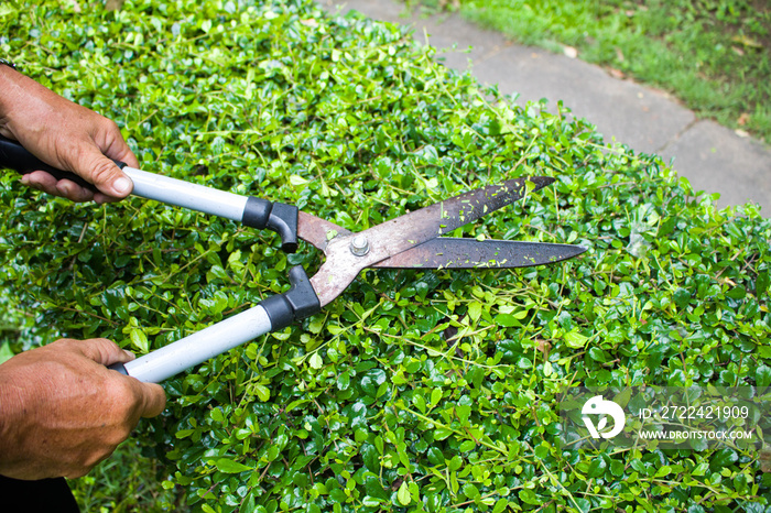 Hands holding scissors and cutting the grass in the garden in the holiday