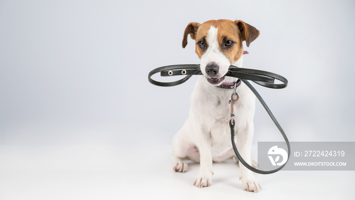 Jack russell terrier dog holding a leash on a white background.