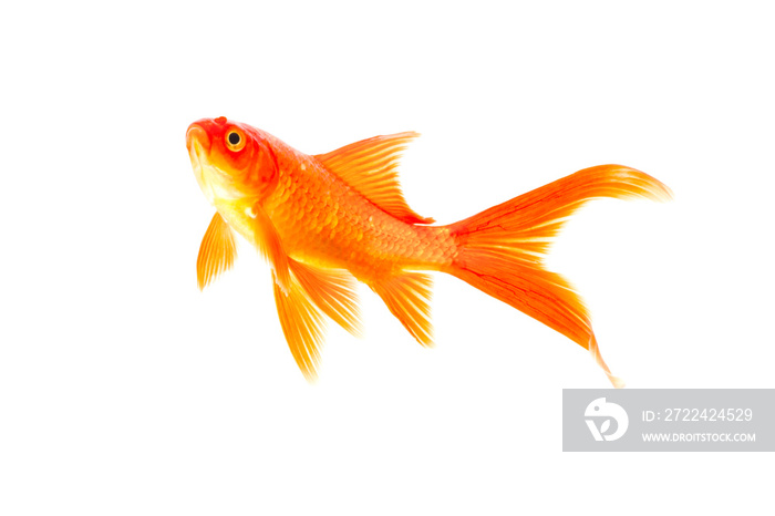 Gold fish isolated on a white background