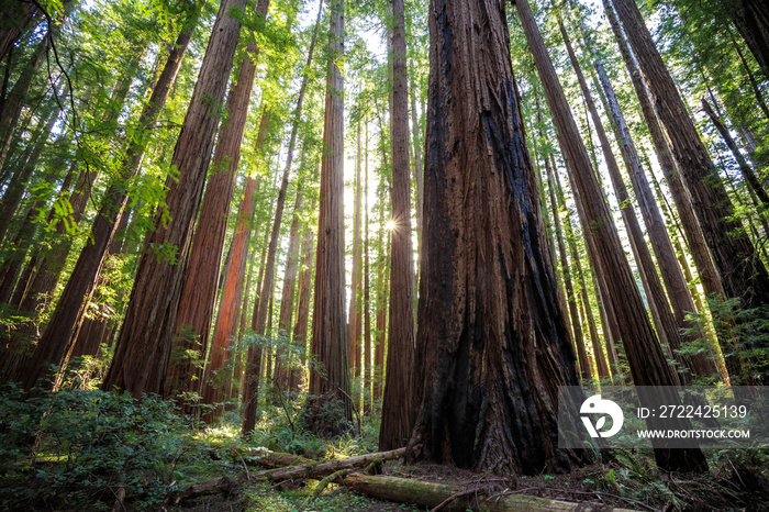 Sunset Views in the Redwood Forest, Humboldt Redwoods State Park, California