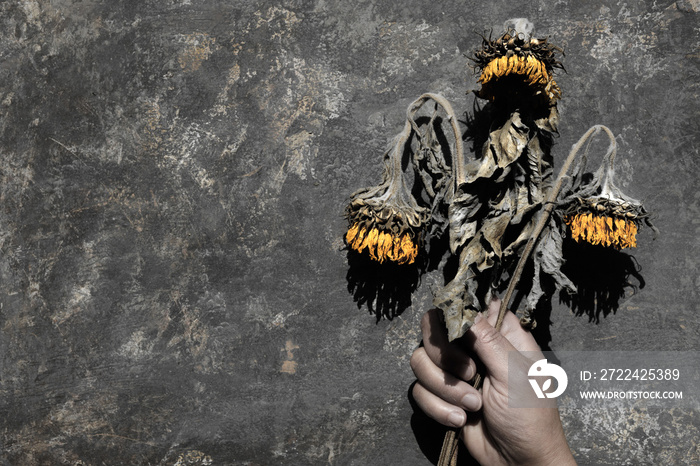 Dry sunflower flowers on dark textured grunge background. Floral aging concept, menopause, old age symbol.