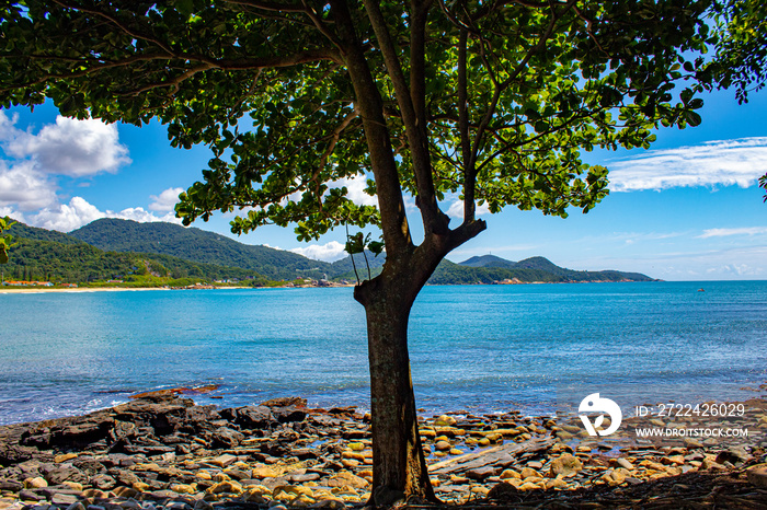 Na sombra de uma árvore verde se vê uma linda praia tropical, a praia da Ilhota, em Itapema, SC, Brasil