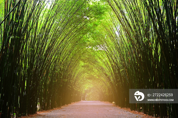 Landscape the tunnel trees