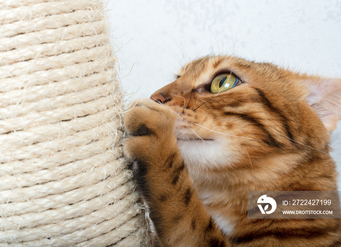 Close-up of a cat scratching its claws on a sisal scratching post