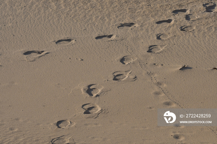 Elefantenspuren im Sand Krüger National Park Südafrika