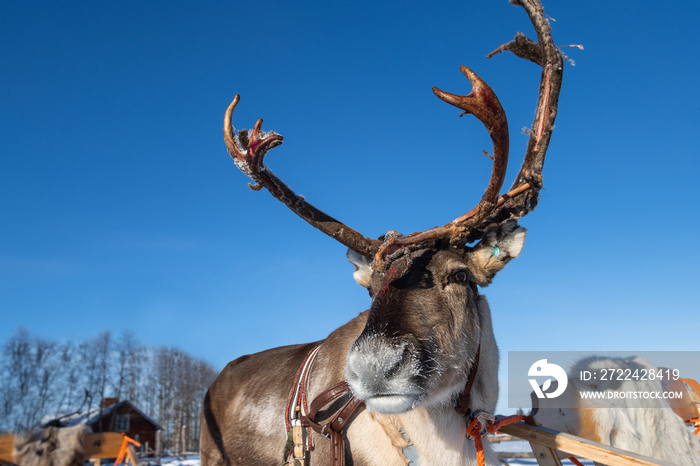 portrait of reindeer with a sleigh for tourist in front of a blue sky, stunning massive antlers