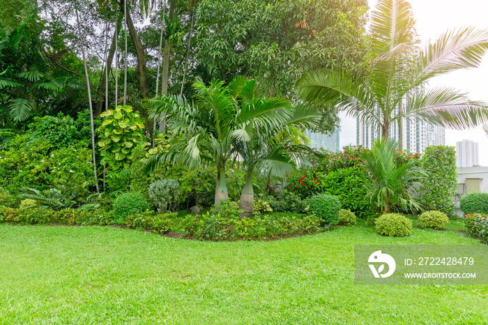 Fresh green grass smooth lawn as a carpet with curve form of bush, trees in a backyard, building on background, good mainternance lanscapes in a luxury house’s garden under morning sunlight