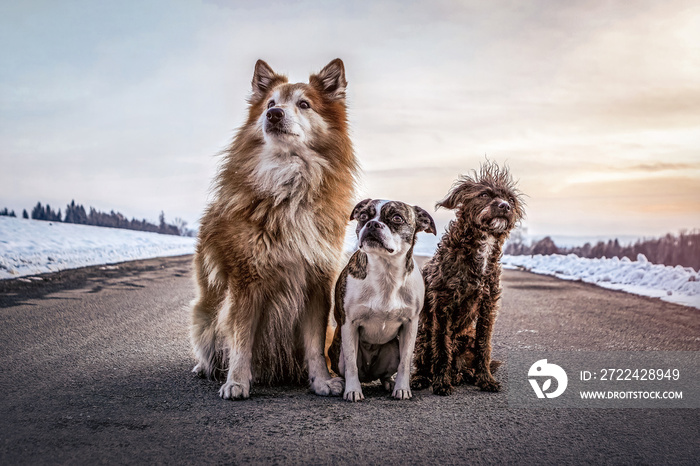 Three dogs on the street: Portrait of an icelandic sheepdog, a boston terrier crossbreed mongrel dog and a bossipoo dog sitting on the street during sundown in winter outdoors