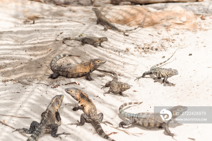 large group of giant iguanas on Isla Iguana