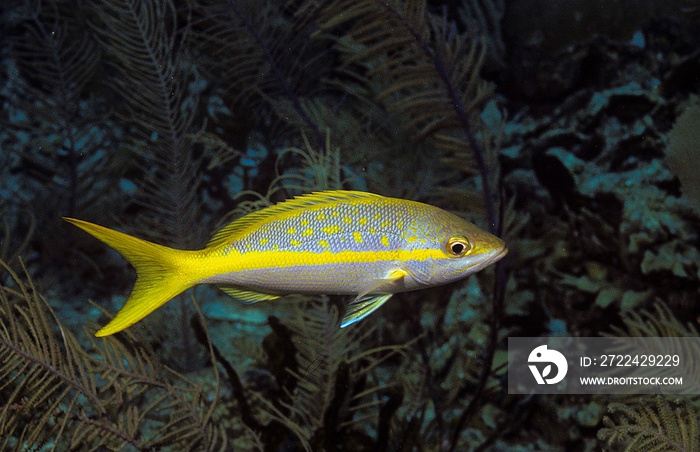 Yellowtail Snapper