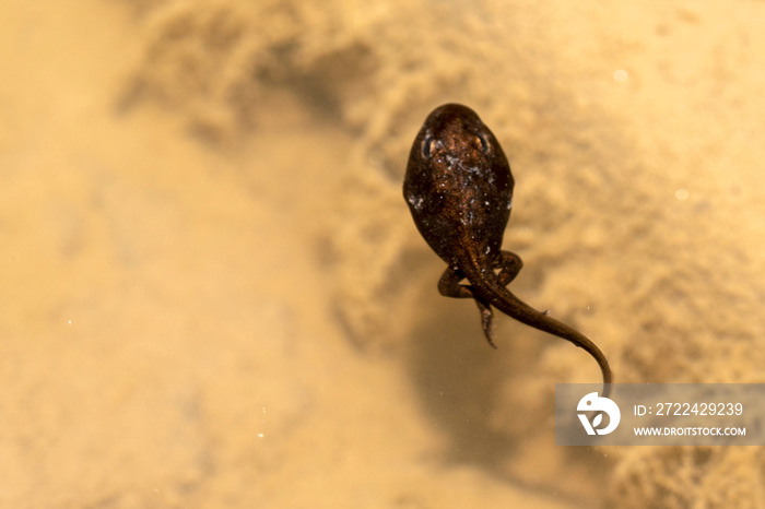 frog tadpole in a swamp