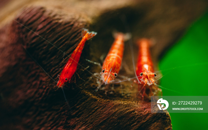 Cherry fire red dwarf shrimps stay on wood decoration in fresh water aquarium tank with dark and green background.