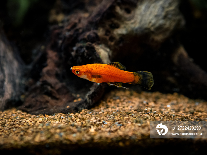 Red Wagtail Platy (Xiphophorus maculatus) in a fish tank with blurred background