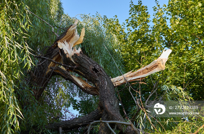 Broken Tree Branch. Storm damaged willow tree branch