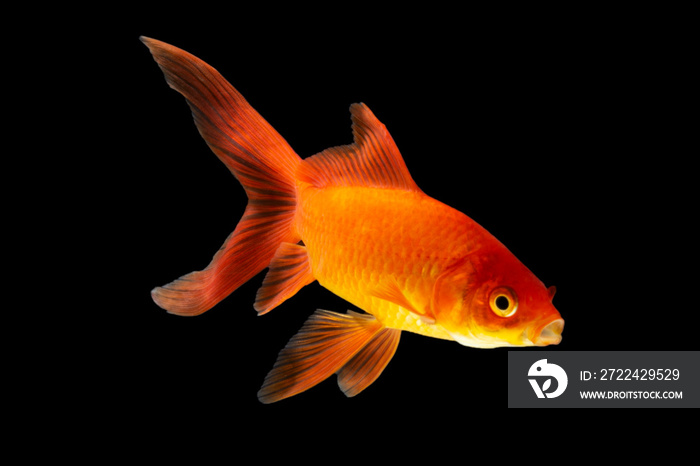 Goldfish isolated black background