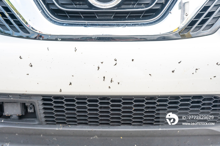 Crashed insect on car bumper - close-up photo