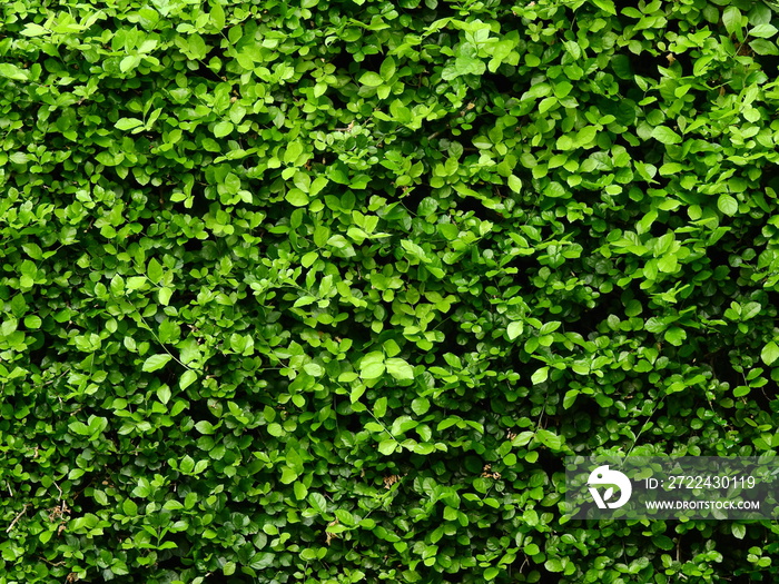 green ivy bush wall in garden