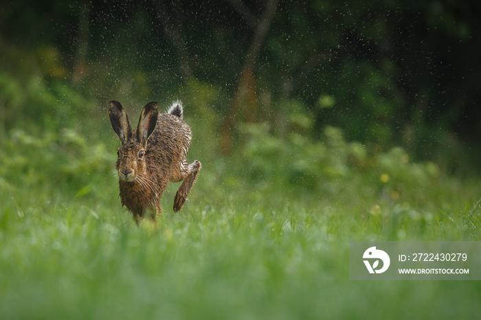 hare is running in the beautiful light on green grassland,european wildlife, wild animal in the nature habitat, czech republic, lepus europaeus