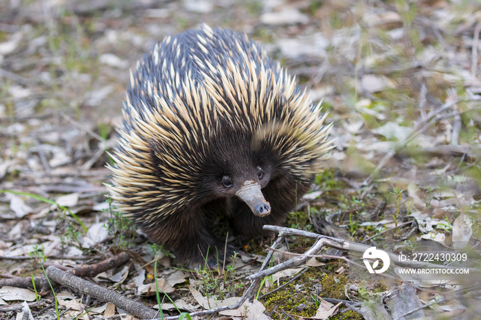 The Short-beaked Echidna (Tachyglossus aculeatus) is covered in fur and spines and has a distinctive snout and a specialized tongue, which it uses to catch its insect prey at a great speed.